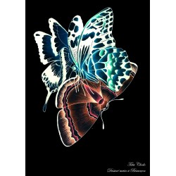 Affiche A4 papillons noirs